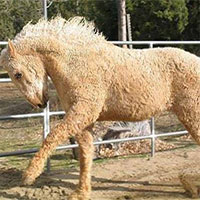 Cận cảnh giống ngựa lông xoăn Bashkir kỳ lạ nhất thế giới