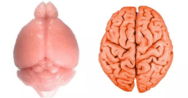 Vì sao não người lại "nhăn"?