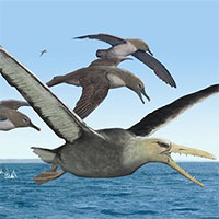 Hóa thạch cổ nhất của chim khổng lồ sải cánh tới 6,4m