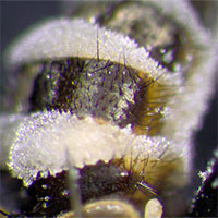 Loài nấm biến ruồi thành nô lệ, đặt xác ruồi ở chỗ thông thoáng để bắn bào tử lên những kẻ lại gần