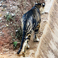 Hổ đen quý hiếm bất ngờ xuất hiện ở Ấn Độ