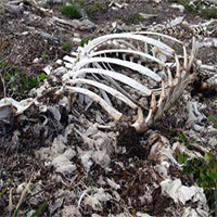 Vùng đất khiến hàng trăm con tuần lộc chết hàng loạt, khoa học để mặc chúng phân hủy và đây là những gì đã xảy ra