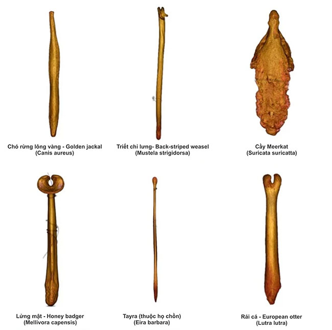 Xương baculum - Bộ phận giúp con đực loại bỏ 