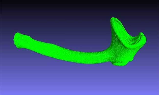 Xương baculum - Bộ phận giúp con đực loại bỏ 