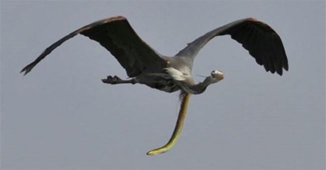 Khoảnh khắc hiếm thấy: Con lươn xé toạc cổ họng của kẻ săn mồi khi đang bay trên trời