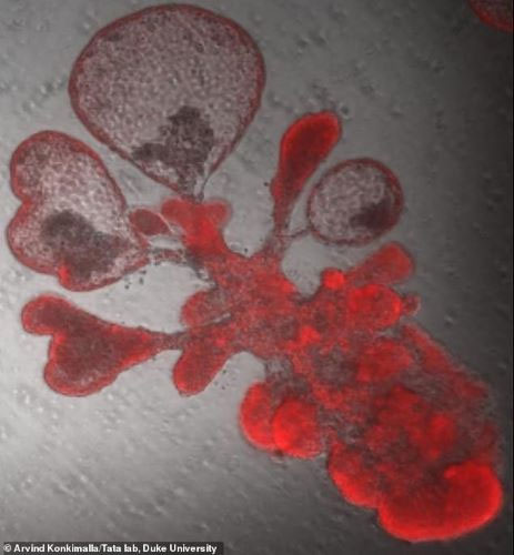 Phổi nhân tạo – đột phá trong nghiên cứu về virus SARS-CoV-2