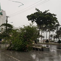 Hình ảnh bão số 12 "thổi xiêu vẹo" người đi đường, quật đổ cây xanh