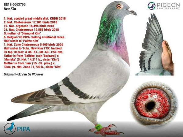 Cận cảnh chim bồ câu giá 34,7 tỷ đồng, được vệ sĩ canh chừng từng phút