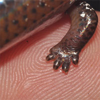 Chỉ cần tái kích hoạt gene, rắn mối Philippines sẽ có lại đôi chân "bụ bẫm" mà tổ tiên chúng đã bỏ đi