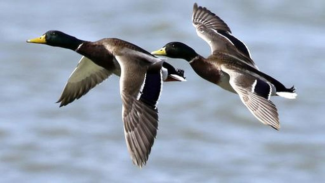 Hàng trăm con chim trời bị "chết oan" vì hạ cánh nhầm xuống cao tốc ngập nước.