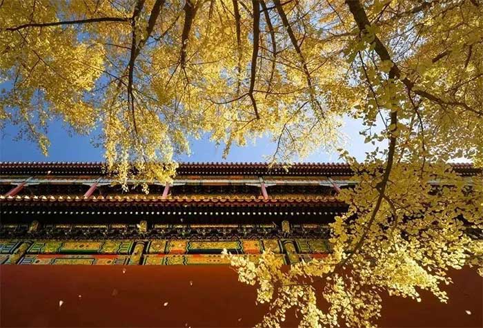 Bí ẩn loại gỗ thần kỳ dùng để xây Tử Cấm Thành trăm năm 