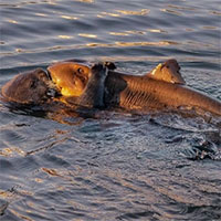 Khoảnh khắc rái cá cố gắng ăn thịt cá mập sừng