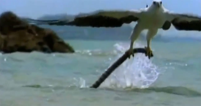 Ngay khi rắn biển vừa trồi lên khỏi mặt nước, đại bàng mẹ đã lao xuống quắp chặt lấy.