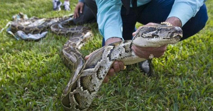 Florida đề xuất kêu gọi người dân ăn thịt trăn Miến Điện