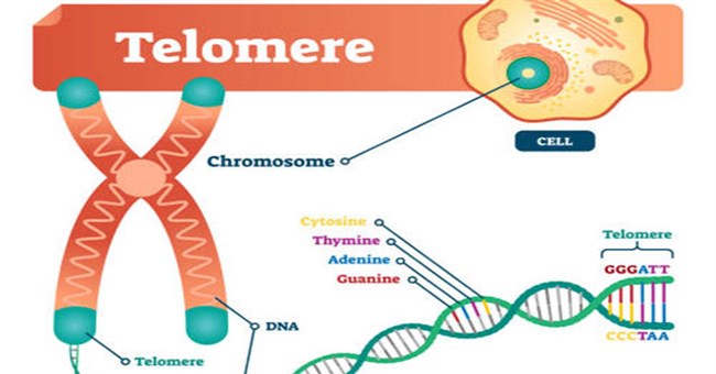 Giới khoa học Israel tuyên bố tìm ra cách có thể "cải lão hoàn đồng"