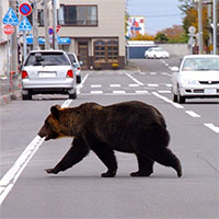 Gấu hoang dã bùng nổ ở Nhật, ảnh hưởng cuộc sống của người dân