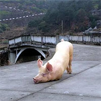 Xôn xao clip chú lợn quỳ gối hàng tiếng đồng hồ trước cửa chùa khi bị bắt tới lò mổ