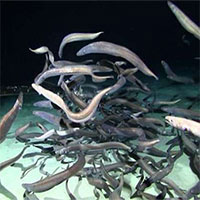 Phát hiện số lượng cá nhiều chưa từng thấy dưới vùng biển Clarion Clipperton