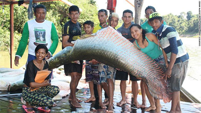 An arapaima caught according to the plan.