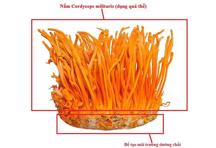 Cách hiểu khoa học về nấm Đông trùng hạ thảo