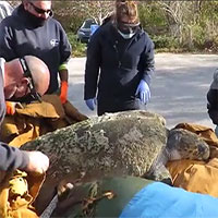 Rùa 160kg sốc lạnh dạt vào bờ biển Mỹ