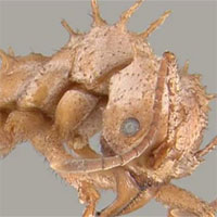 Loài kiến kỳ lạ có lớp "áo giáp sinh học" chưa từng thấy ở côn trùng