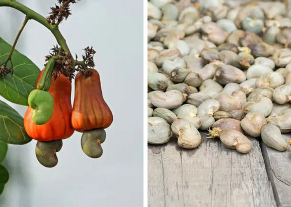Những bí mật “động trời” mà nhiều loại đồ ăn luôn giấu chúng ta bấy lâu nay