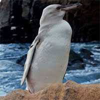 Phát hiện chim cánh cụt trắng đầu tiên ở Galapagos