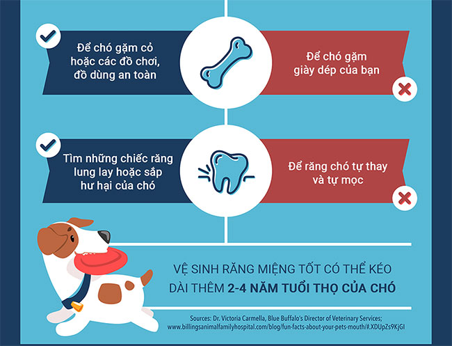 Những điều nên và không nên làm khi chăm sóc răng miệng cho chó