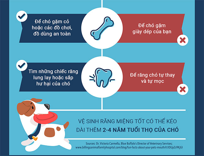 Những sai lầm khi nuôi chó mà bạn cần tránh