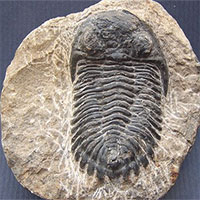 Phát hiện hóa thạch dị thường 500 triệu năm tuổi của loài bọ ba thùy