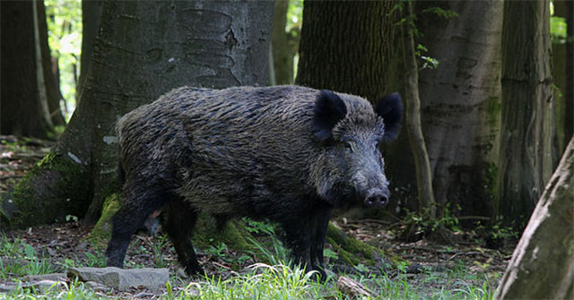 Các thổ dân sống ở châu Phi đã dùng chính những con khỉ để săn lợn rừng.