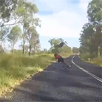 Video: Kangaroo bay lên không, đá văng người phụ nữ đi xe đạp