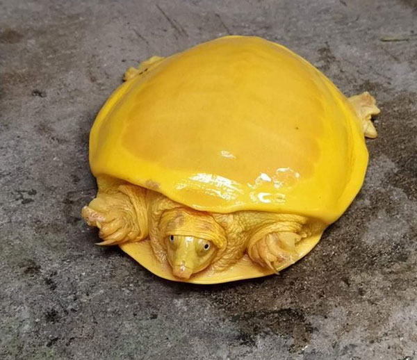 Cá thể rùa vàng mới được phát hiện ở Ấn Độ