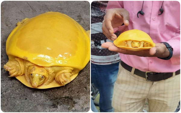 Màu sắc kỳ lạ mà con rùa có là một hiện tượng đột biến
