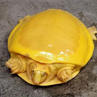 Giải mã bí ẩn về con rùa có màu vàng quý hiếm đang gây bão mạng xã hội