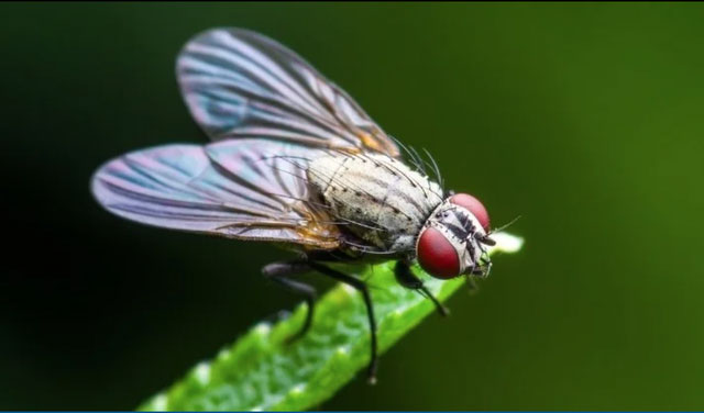 Những loài côn trùng đầu tiên xuất hiện cách đây khoảng 480 triệu năm