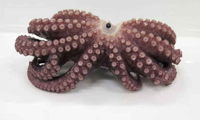 Con bạch tuộc có 9 cánh tay.