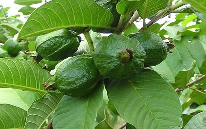 Công dụng chữa bệnh của lá ổi mà không phải ai cũng biết