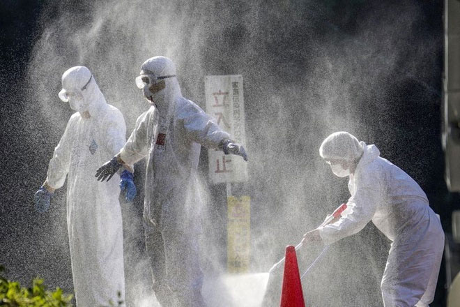 Nhân viên y tế phun khử trùng, mặc đồ bảo hộ trước khi tiêu hủy các gia cầm cúm