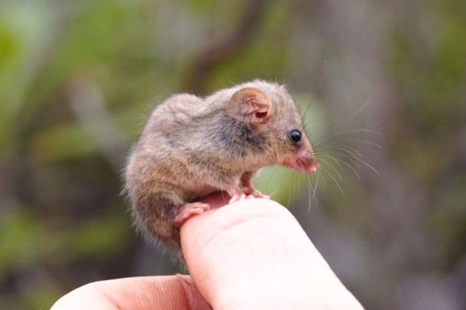 Chồn possum nhỏ nhất tái xuất sau thảm họa cháy rừng