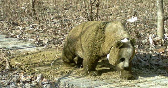 Một năm mất hình tượng của gấu trúc Trung Quốc: Tại sao chúng cứ trát phân ngựa lên mặt?