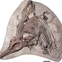 Tìm thấy hóa thạch 150 triệu năm của loài "rồng biển" mới