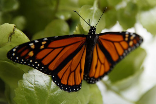 Bướm vua là một trong những loài bướm được biết đến nhiều nhất ở Bắc Mỹ.