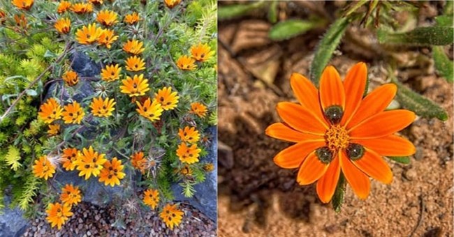 Tại sao đa số các loài hoa đều có tính đối xứng?