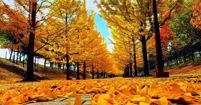 Vì sao cây rụng lá vào mùa thu?