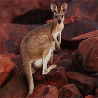 Kangaroo có thể học cách giao tiếp với con người