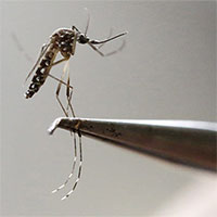 Dùng trí tuệ nhân tạo cấp "chứng minh thư" cho… muỗi