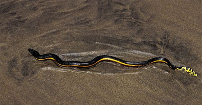 Tại sao một số loài động vật sở hữu nọc có độc tính cao đến mức chính chúng cũng không dùng được?