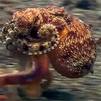 Chú bạch tuộc ba chân bốn cẳng chạy nước rút dưới đáy biển gây sốt mạng xã hội